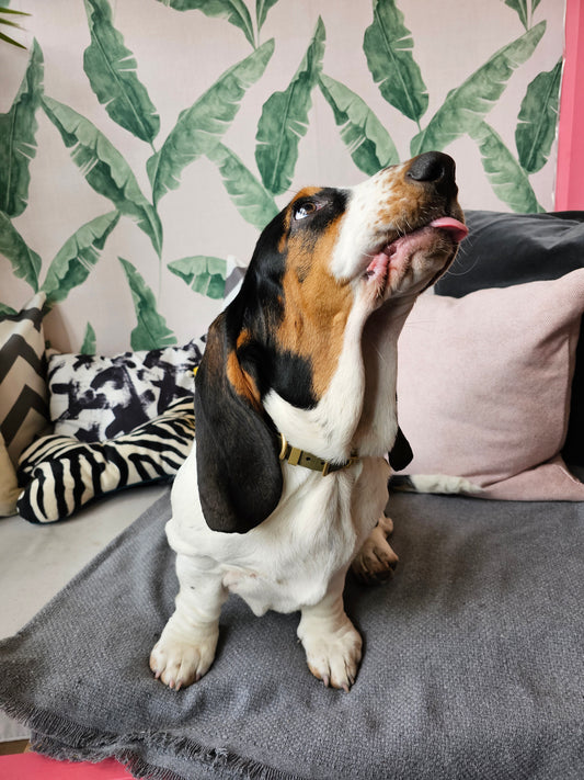 basset hound puppy looking for dog treats